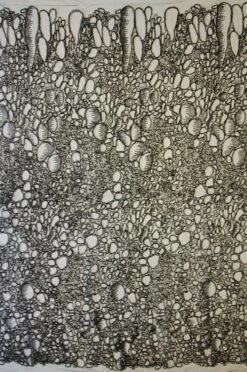 Black Corded Lace - Raven 10 Black Corded Lace - Raven -Bridal Fabric Shop black corded tulle raven full width